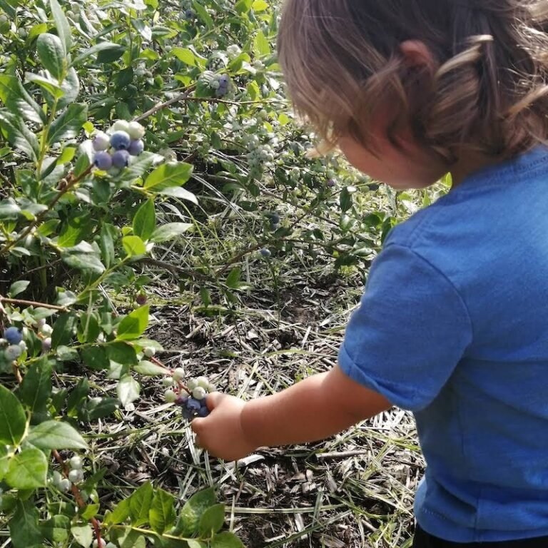 Bleuetiere Le champ bleu Saint Adrien Agrotourisme Destination Cantons de lEst2 1 768x768