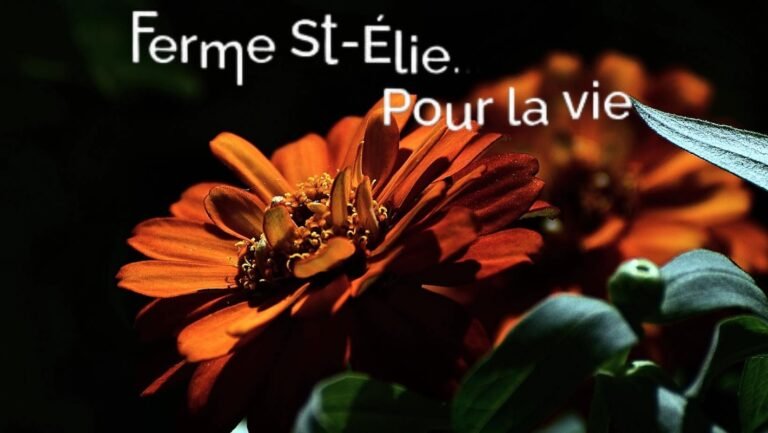 Ferme St-Élie - Photo 1