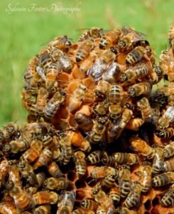 Le Miel des Grands Jardins