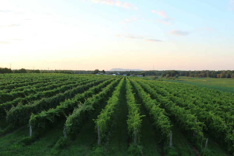 Le Vignoble La Bauge.Tourisme Cantons de lEst 768x512