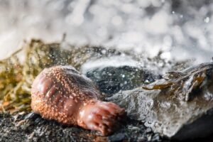 Poissonnerie de Cloridorme