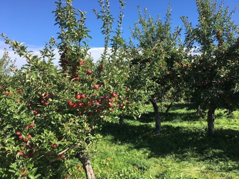 Verger Heath Orchard Stanstead Est Agrotourisme Destination Cantons de lEst 2 1 768x576