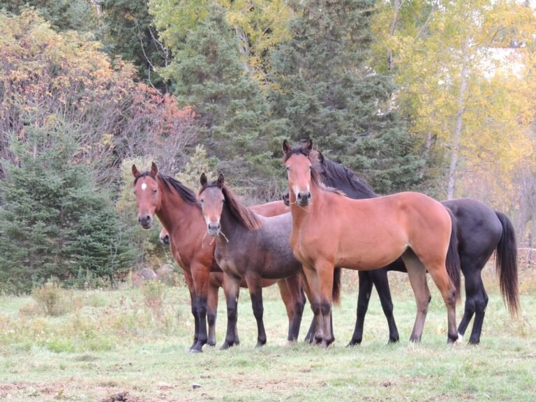 Centre Equestre Nature La Malbaie Charlevoix 768x576