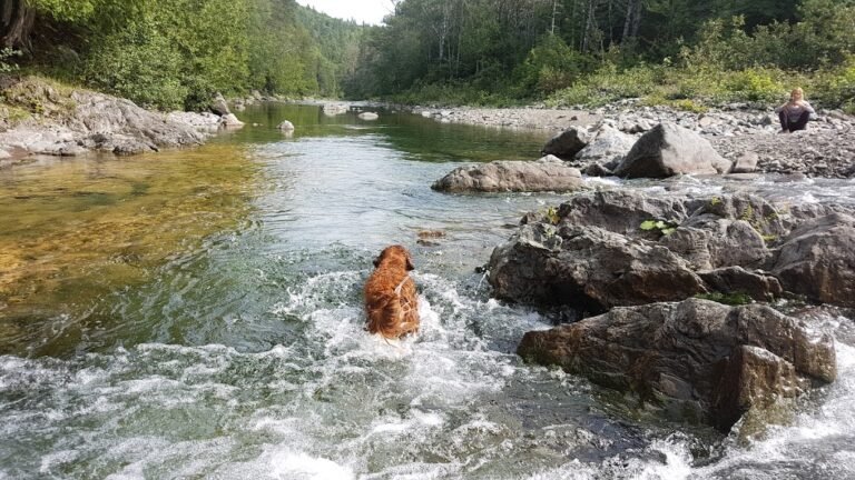 Camping Port-Daniel - Réserve faunique de Port-Daniel - Sépaq