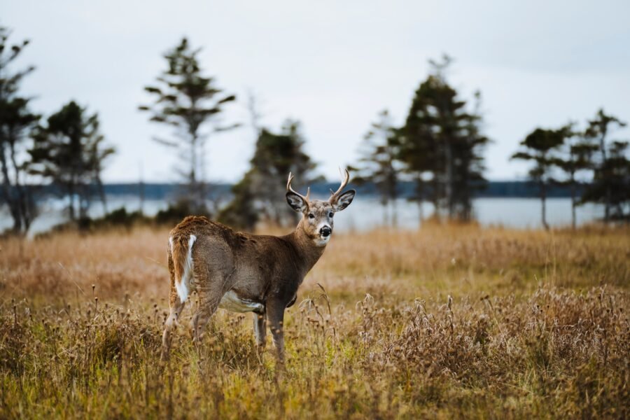 Camping du parc national d'Anticosti - Sépaq