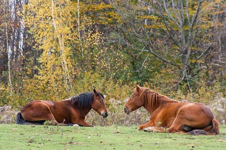 Camping ferme Pégasus - Ulverton - Cantons-de-l'Est