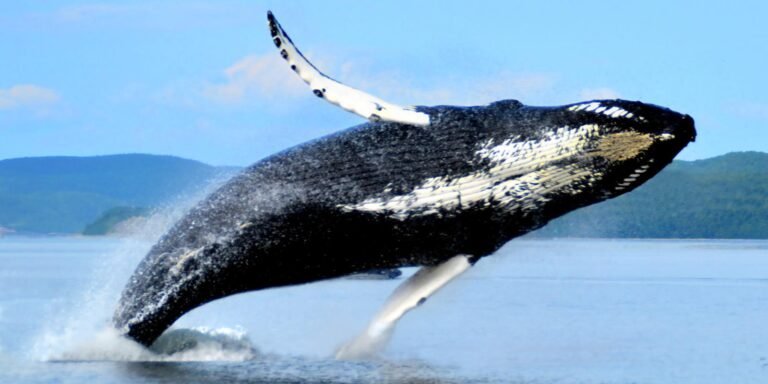 Baleine a Tadoussac - Cote-Nord