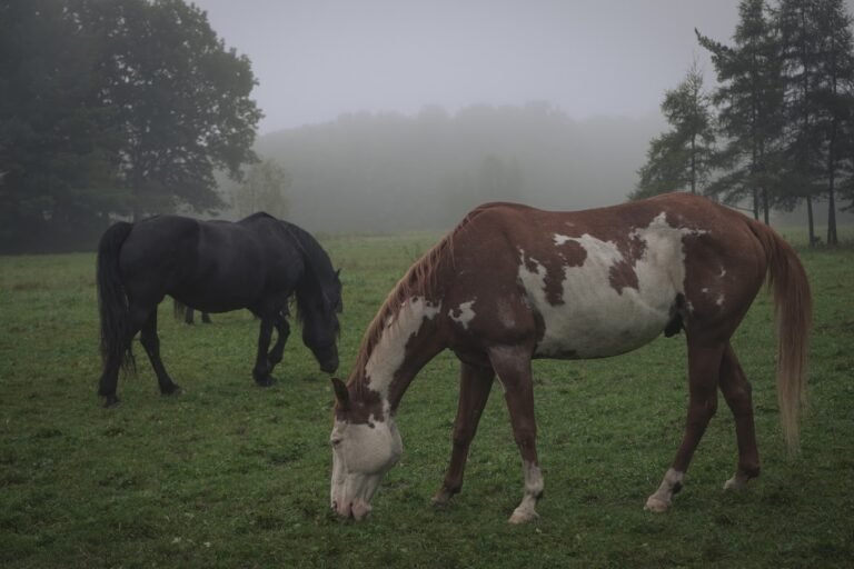 Centre d'équitation Jacques Robidas, Cantons-de-l'Est / Estrie, Hatley