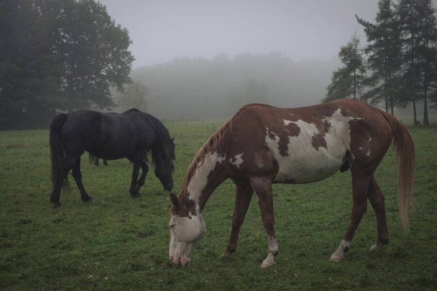 Centre d'équitation Jacques Robidas