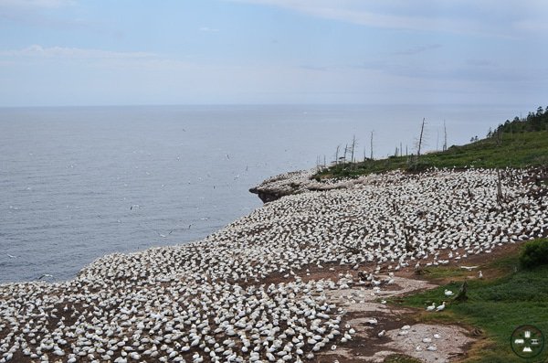 Ile-Bonaventure-Percé-Tourisme Gaspésie