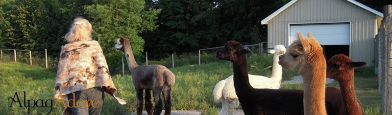 AlpagAdore – Alpagas - Montérégie - Saint-Chrysostome