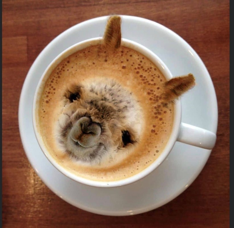 Alpagas De L’Adret