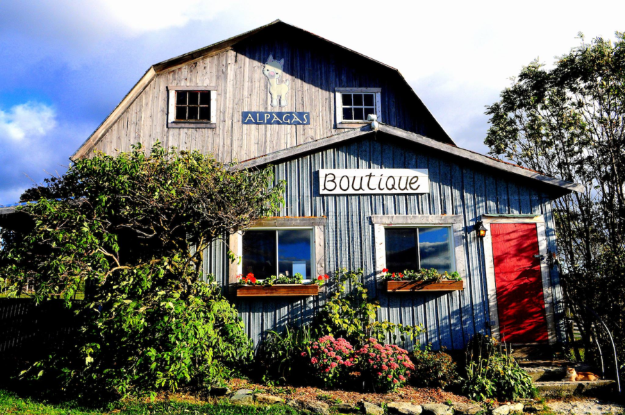 Alpagas des Appalaches