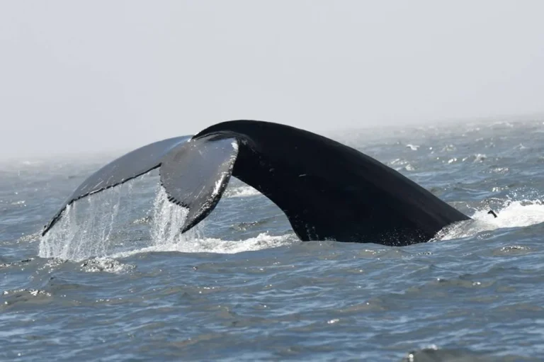 Baleines en direct Destination Tadoussac Cote Nord3 jpeg 768x511