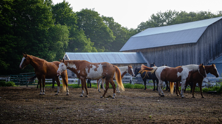 Centre d’équitation Jacques Robidas - Photo 1
