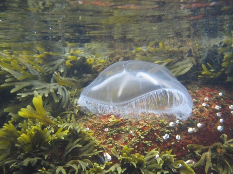 Club de Plongée Les Kakawis - Photo 1