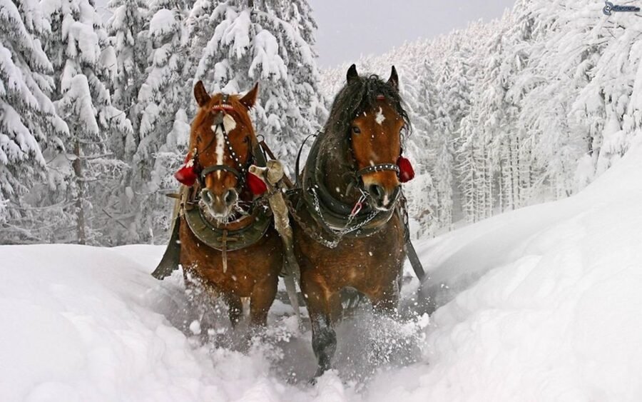 Club équestre de Mirabel