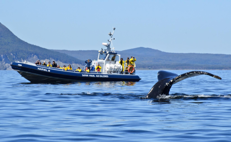 Croisière aux Baleines à Forillon
