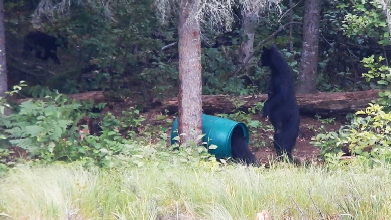 Observation de l’ours noir - Photo 1