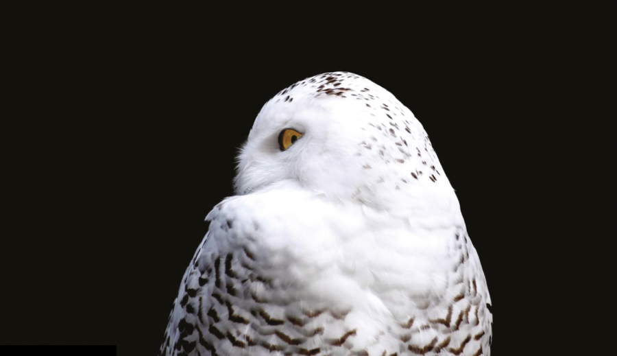 Galerie d’art Antoine-Sirois de l’Université de Sherbrooke