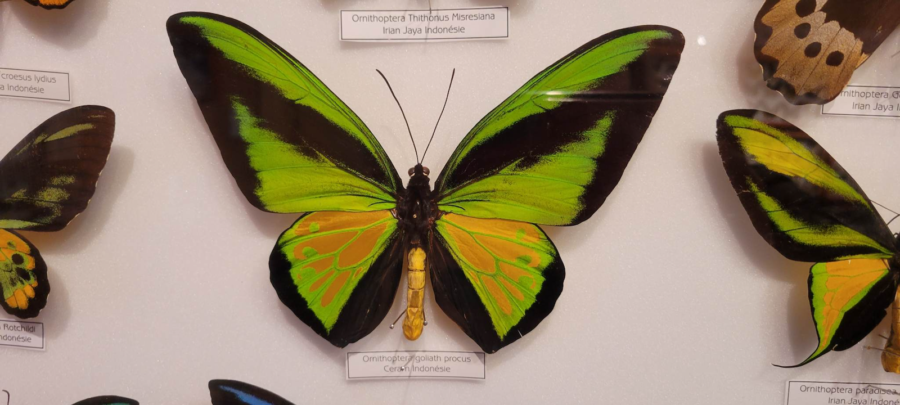 Musé de l’Argus bleu – Lac-Drolet