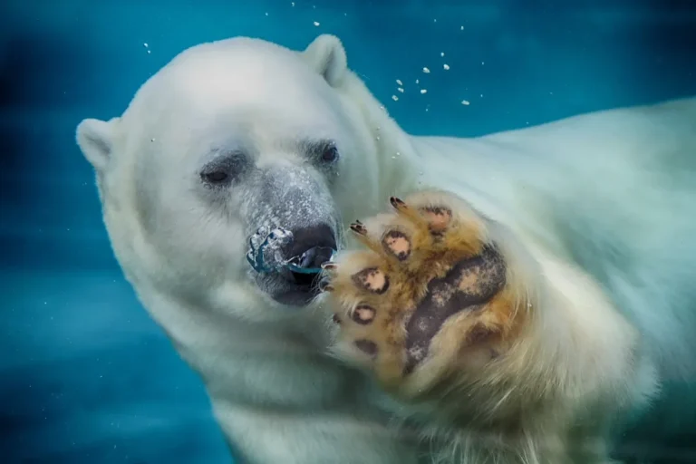 Parc Aquarium du Québec (Sépaq)