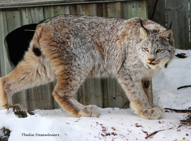 Zoo sauvage de Saint Felicien lac st jean 2 768x568