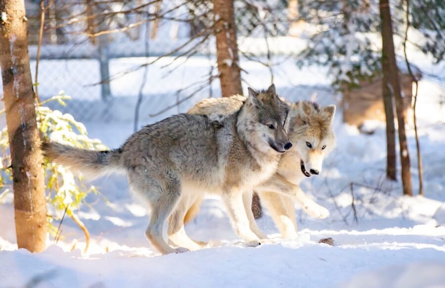 Sanctuaire de loups LUPO