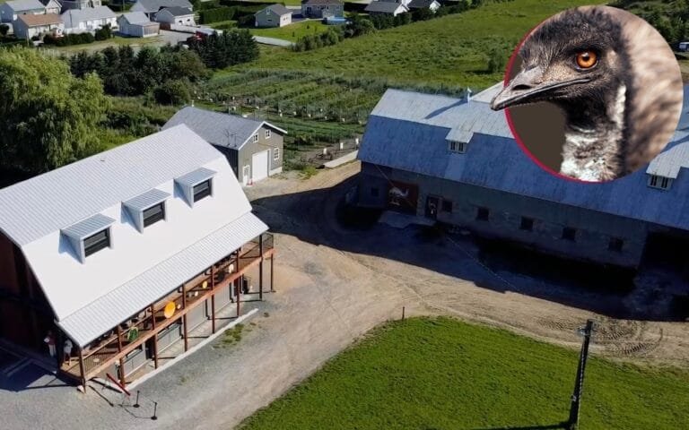 Centre de l'Émeu de Charlevoix - Saint-Urbain