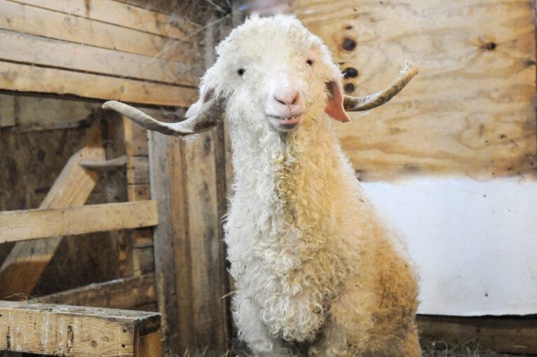 Les chevres filante La Patrie