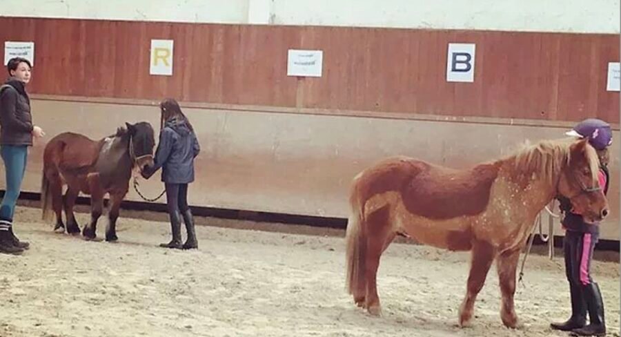 Centre équestre du phare Ouest