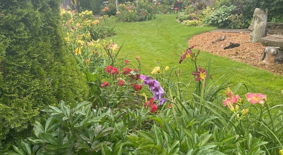 Hémérocalles Charlevoix