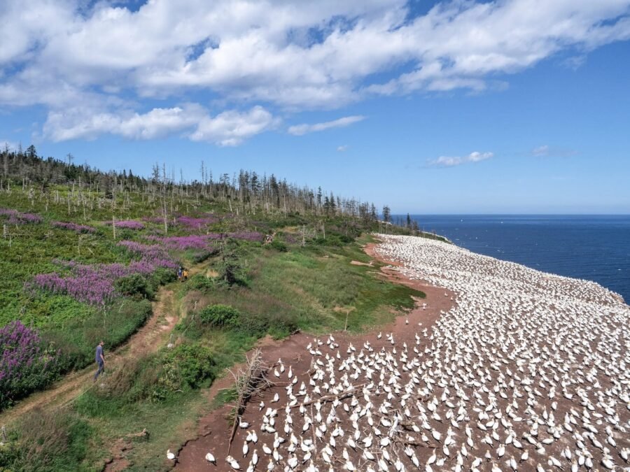 Île Bonaventure, percé Gaspésie