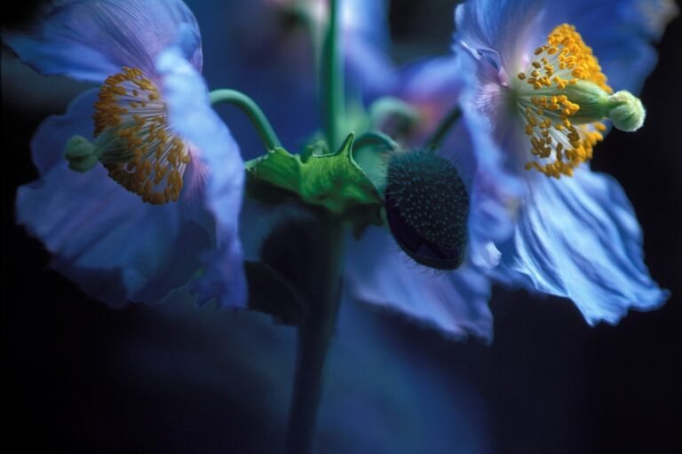 Jardins de Métis Jardins de Métis