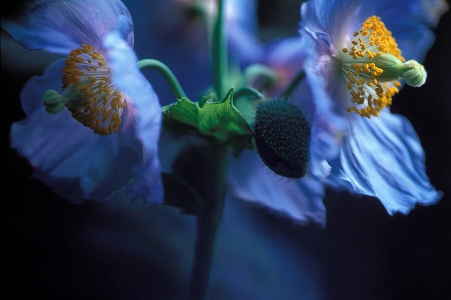 Festival international de jardins