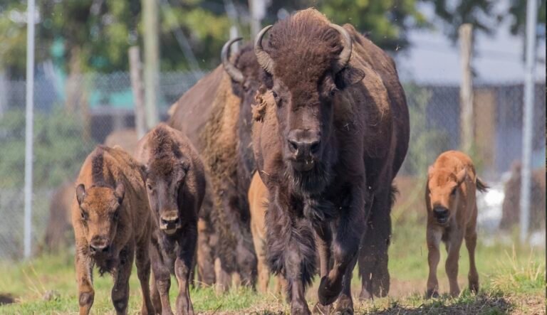 La Terre des Bisons Rawdon, dans Lanaudière