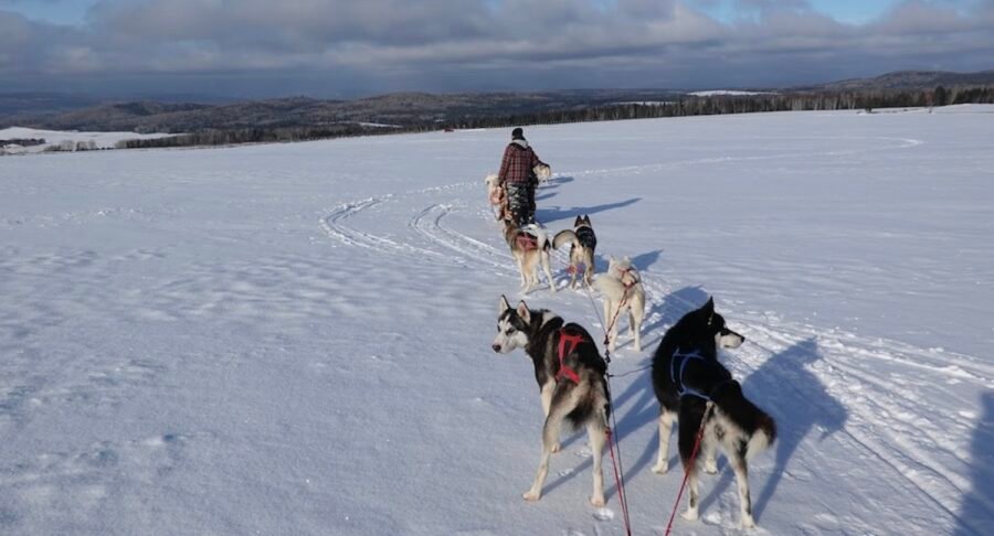 Le Chenil du Sportif