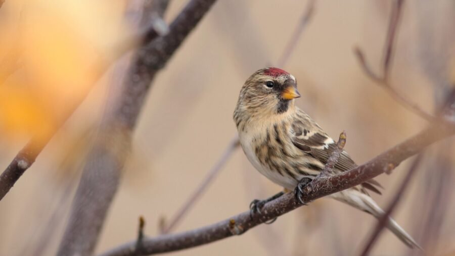 Le Festival des oiseaux migrateurs de la Côte-Nord