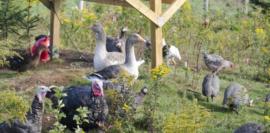 Les Volières de Baie-Saint-Paul