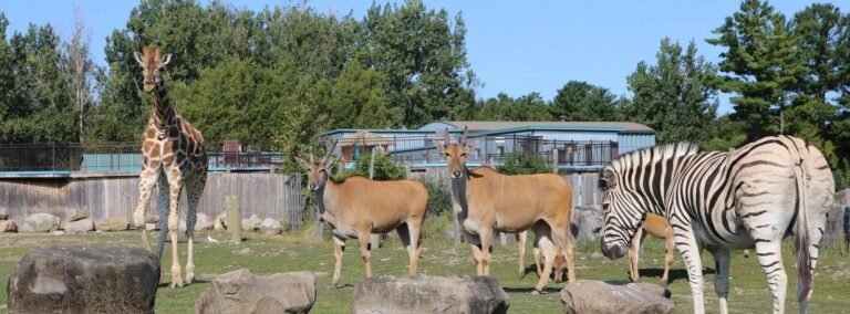 Parc Safari, situé à Saint-Bernard-de-Lacolle en Montérégie