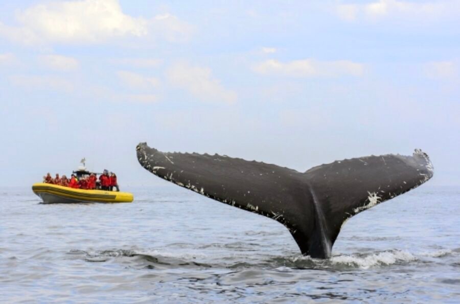 Route des Baleines - Cote-Nord