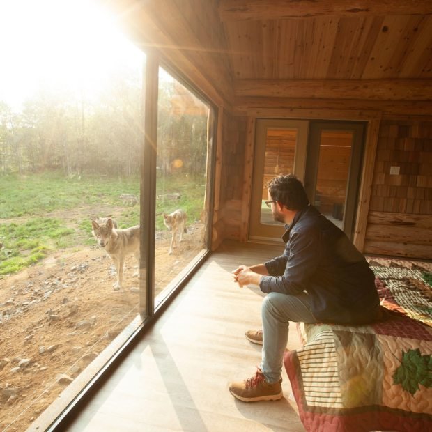 Suites avec loups du Parc Omega