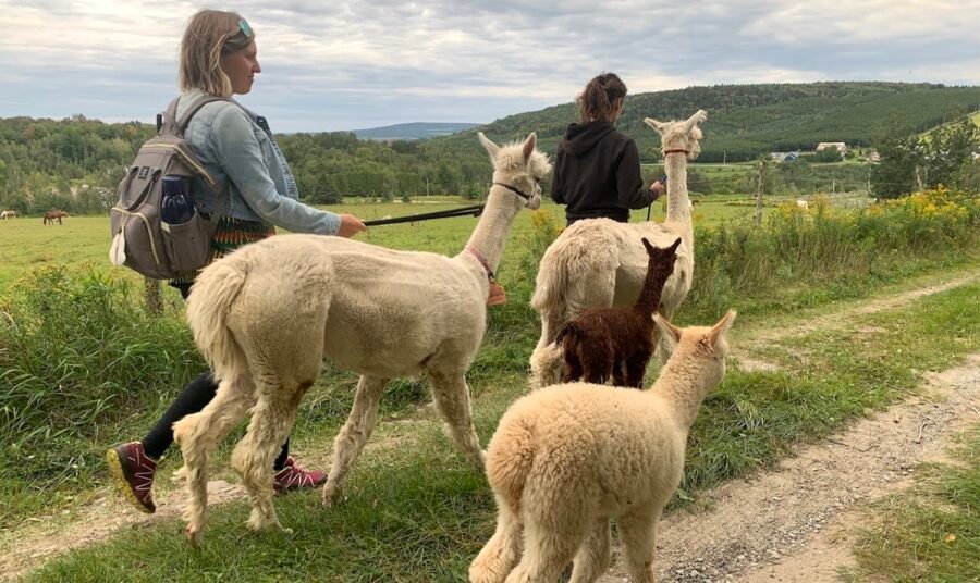 Base plein air Domaine Fraser