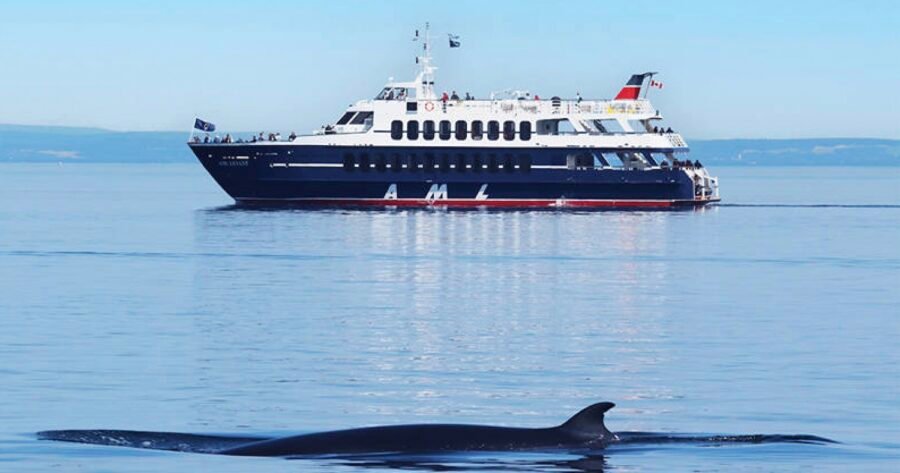 Croisière à la baleine et au Saguenay