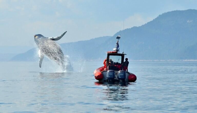 La Route des Baleines - Côte-Nord / Manicouagan - Tadoussac