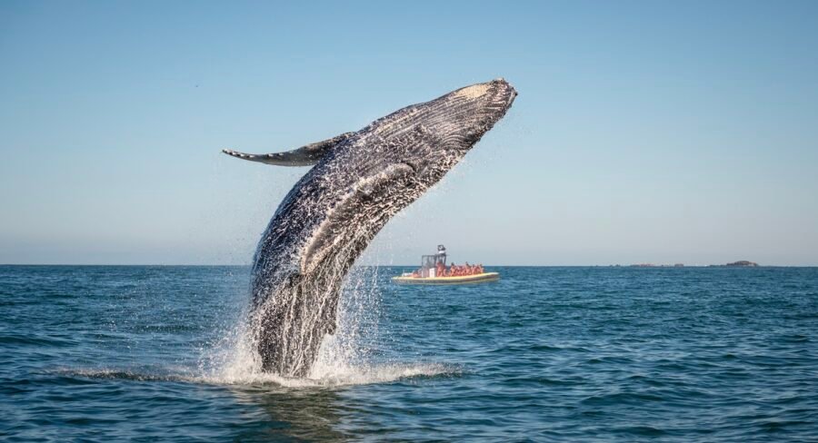 Viens voir les baleines