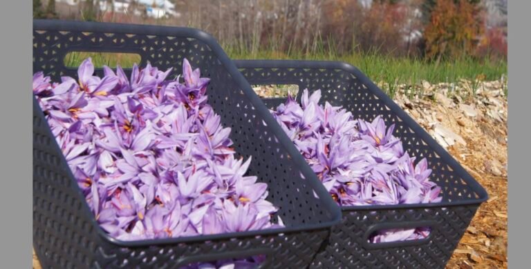 Économusée des safraniers-Charlevoix