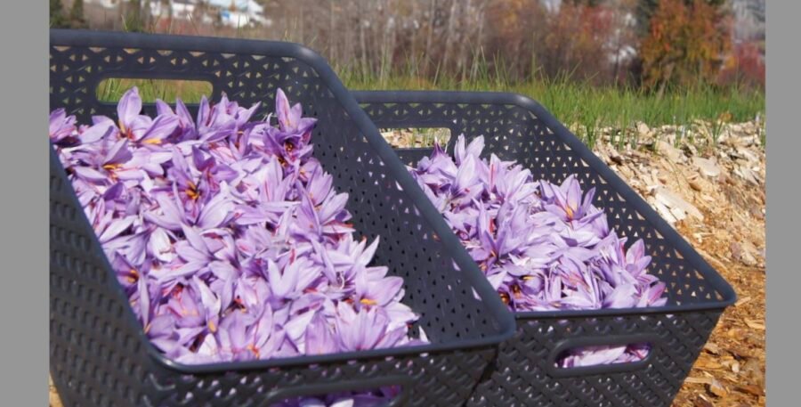 Économusée des safraniers