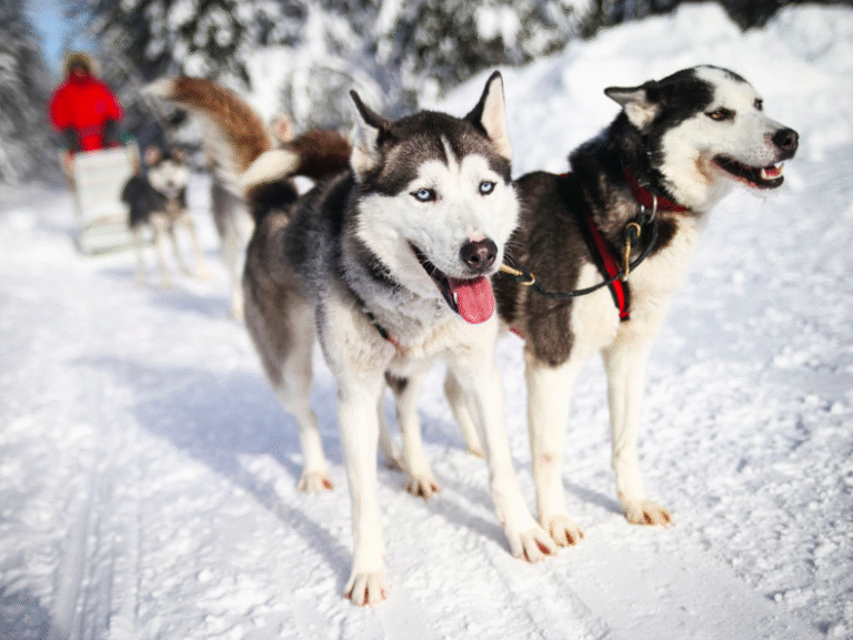 Escapade Huskimo - Photo 1