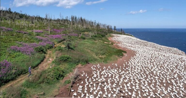 Parc national de l'Île-Bonaventure-et-du-Rocher-Percé